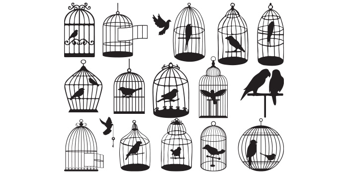 Bunch of birds in cages on a white background.
