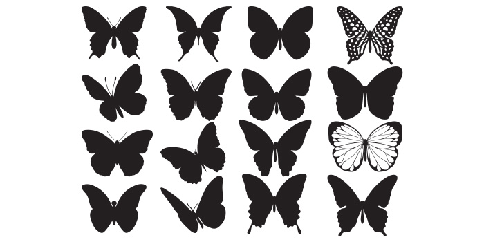 Group of black and white butterflies.