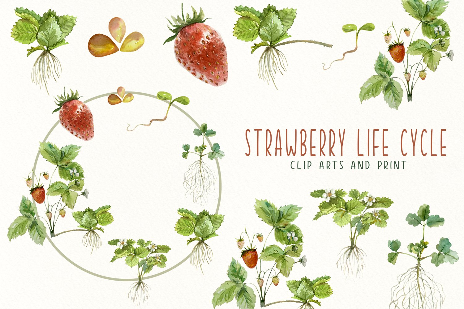 Cover image of Strawberry Life Cycle Clip Arts and Print.