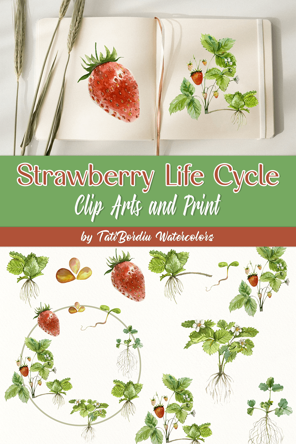 Strawberry Life Cycle Clip Arts and Print - pinterest image preview.