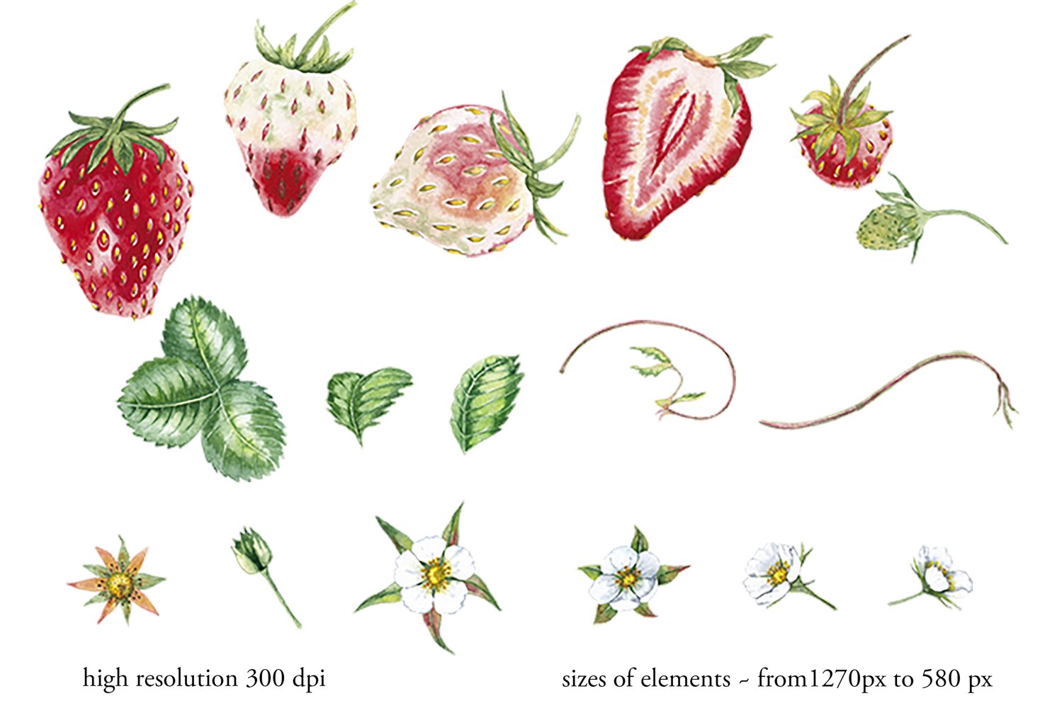 Simple and exotic strawberries illustrations.