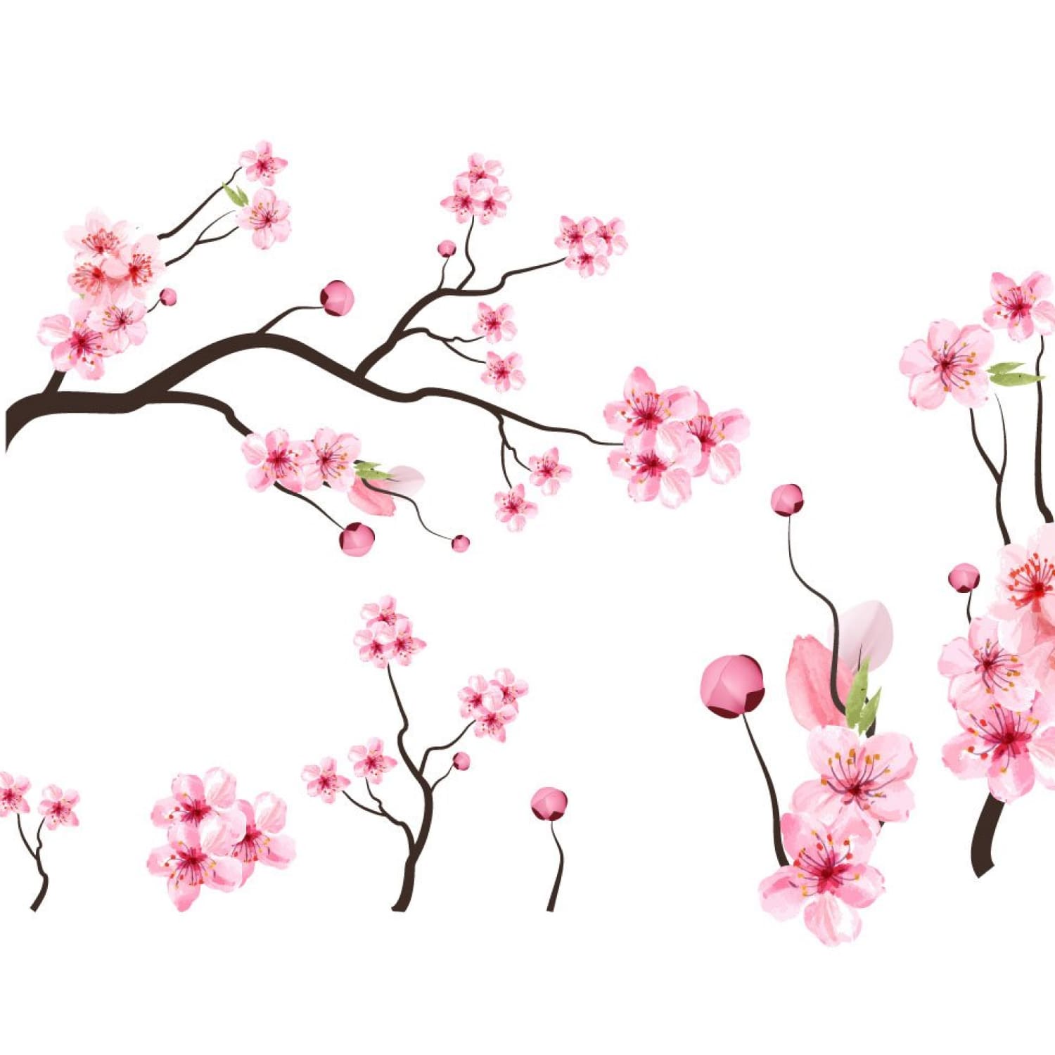 Watercolor Cherry Blossom Sakura Bud cover.