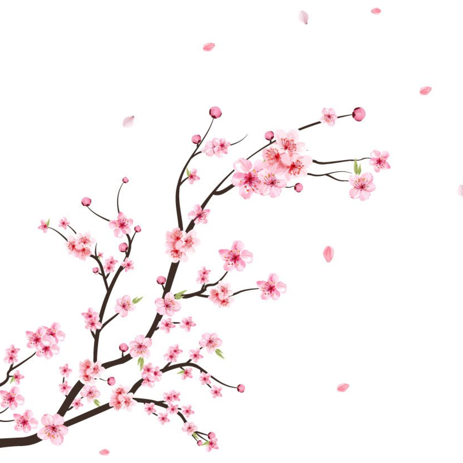Watercolor Cherry Blossom Sakura Bud cover.