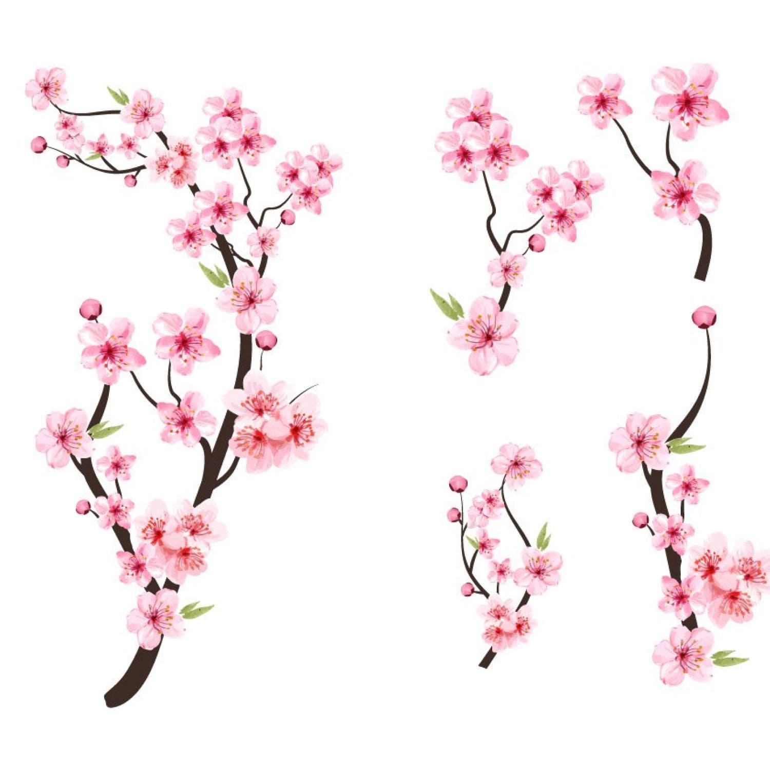 Cherry Blossom with Pink Sakura Flower Graphic by iftikharalam