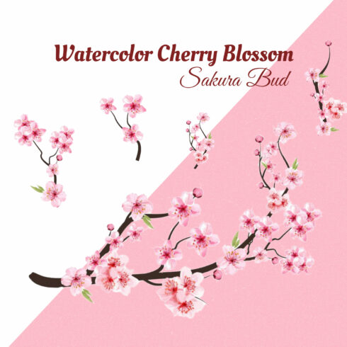 Watercolor Cherry Blossom Sakura Bud.