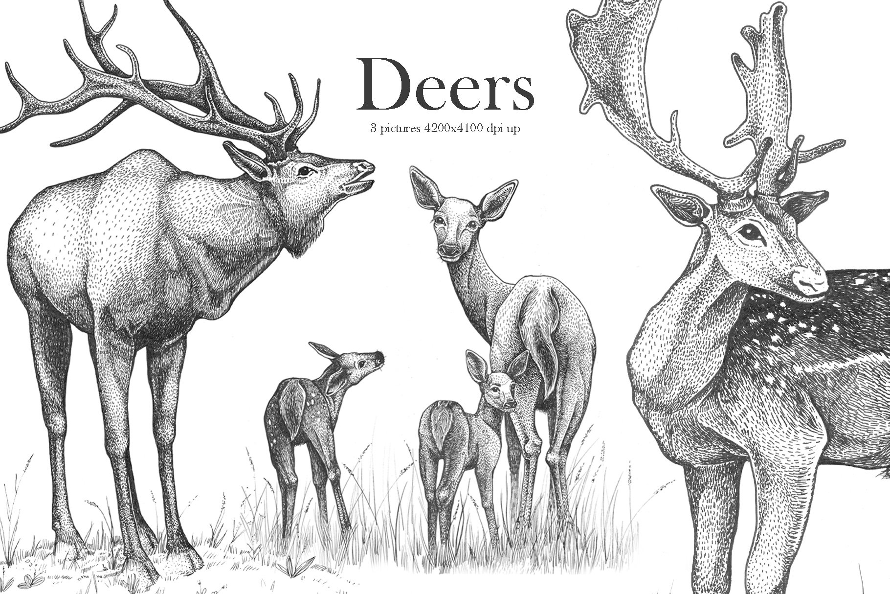 Hand drawn deers family.