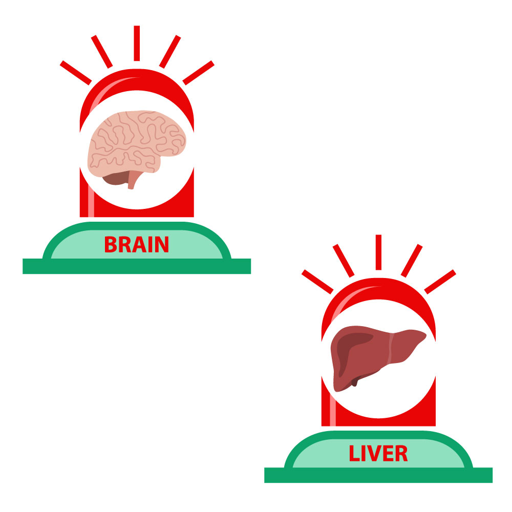 Brain and Liver Icons Design preview image.