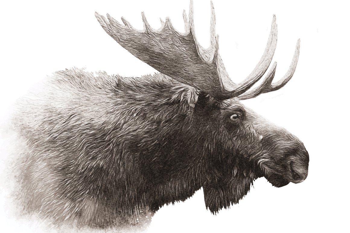 So realistic moose jonathan wilson illustration.