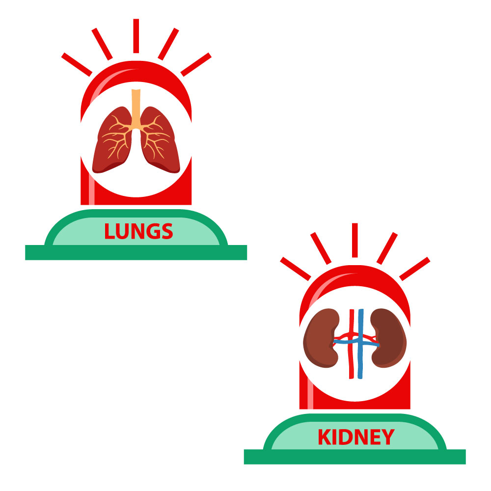 Lungs and Kidney Icons Design preview image.