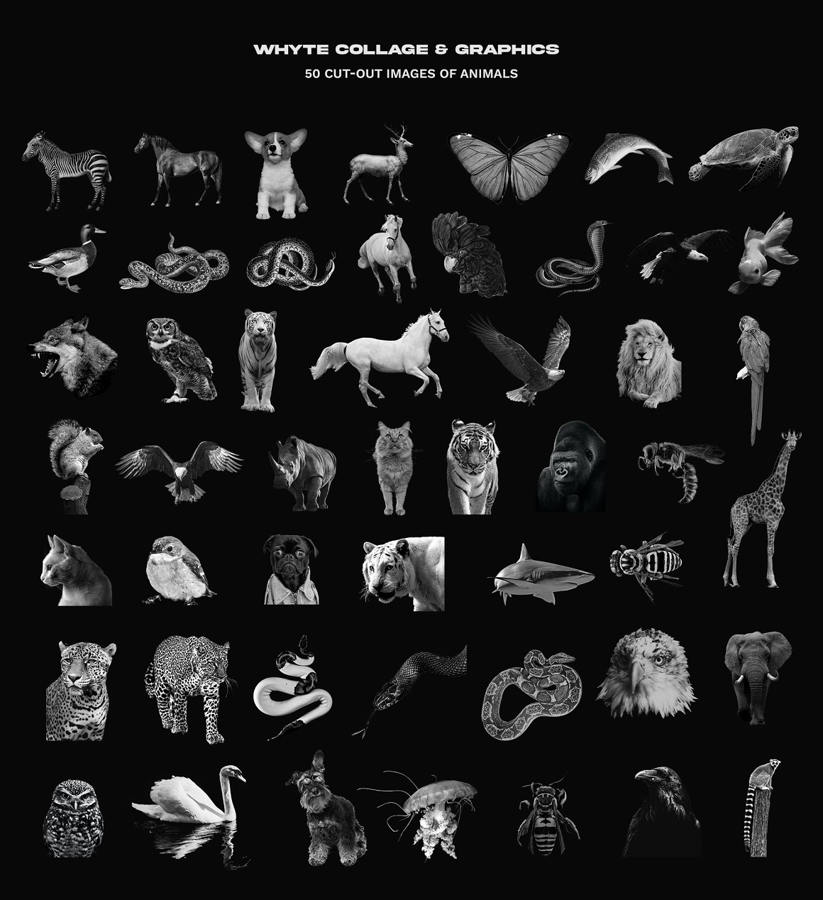 50 white cut-out images of animals on a black background.