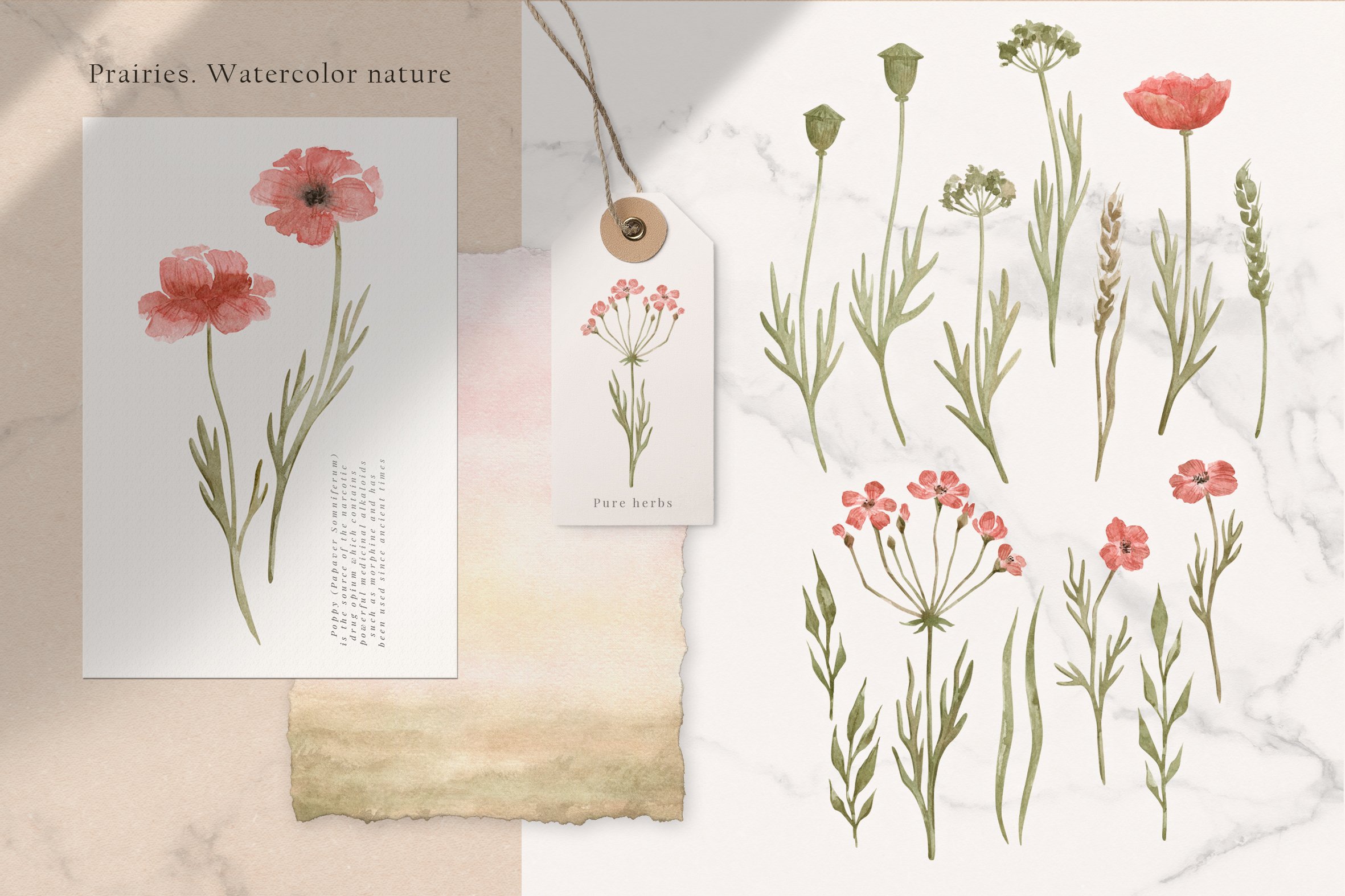 Watercolor nature botanical items.