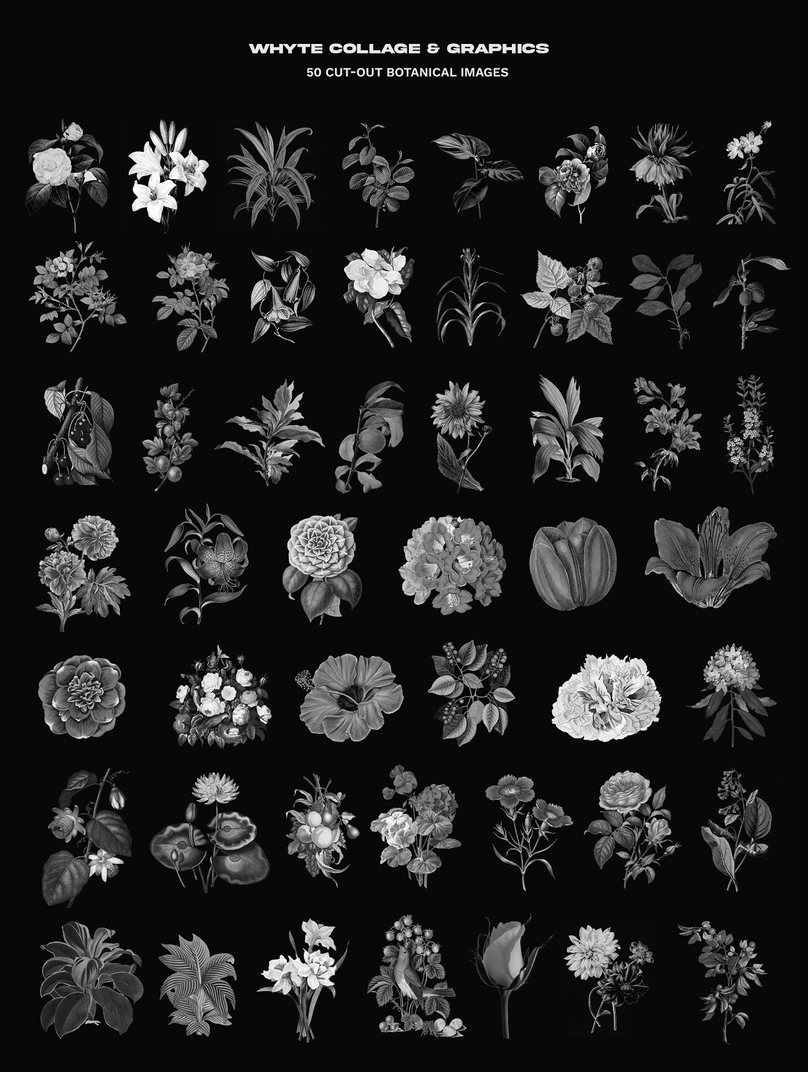 A white set of 50 different cut-out botanical images on a black background.