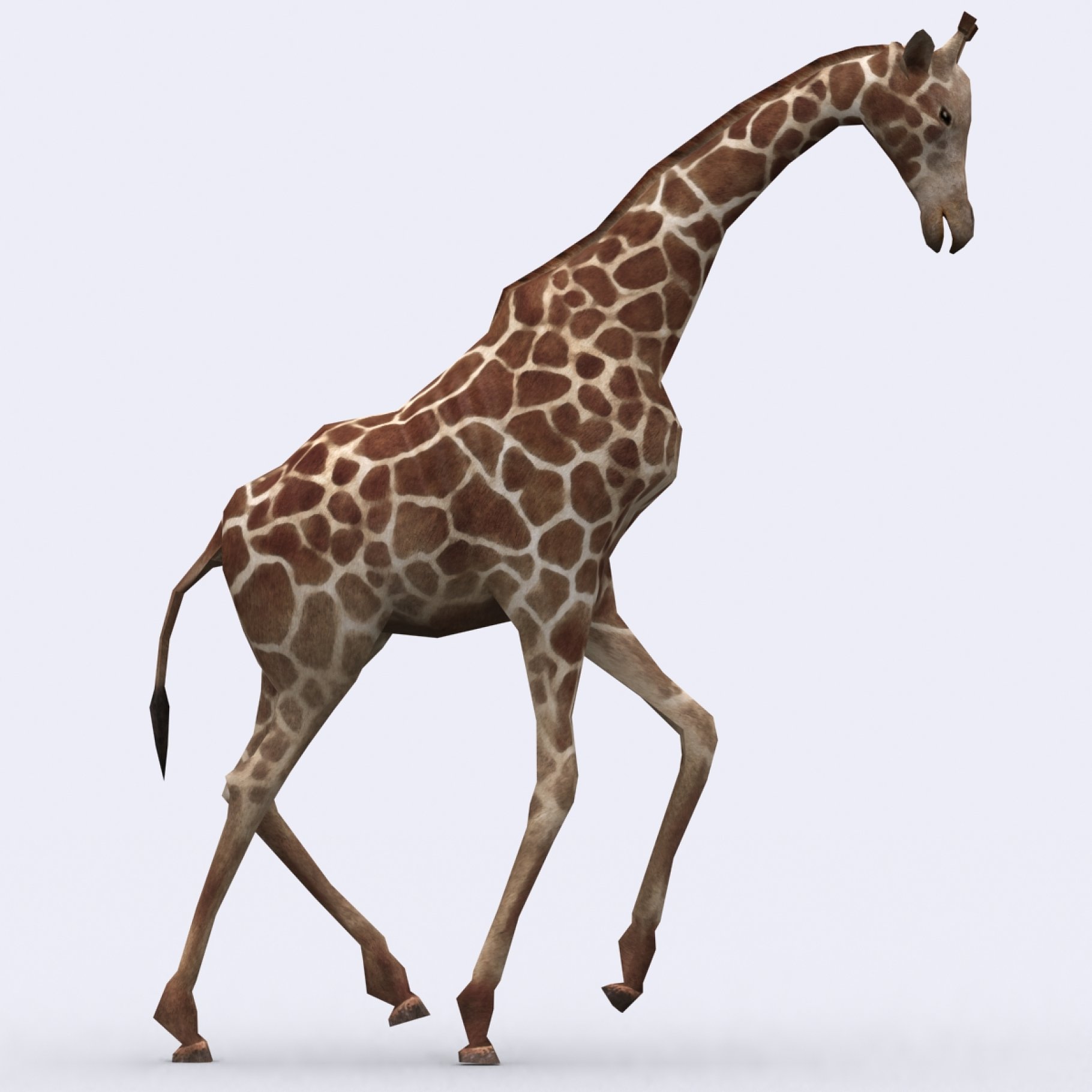3Drt - Safari animals - Giraffe.