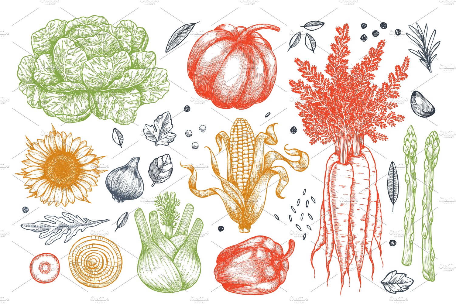 Colorful hand drawn vegetables.