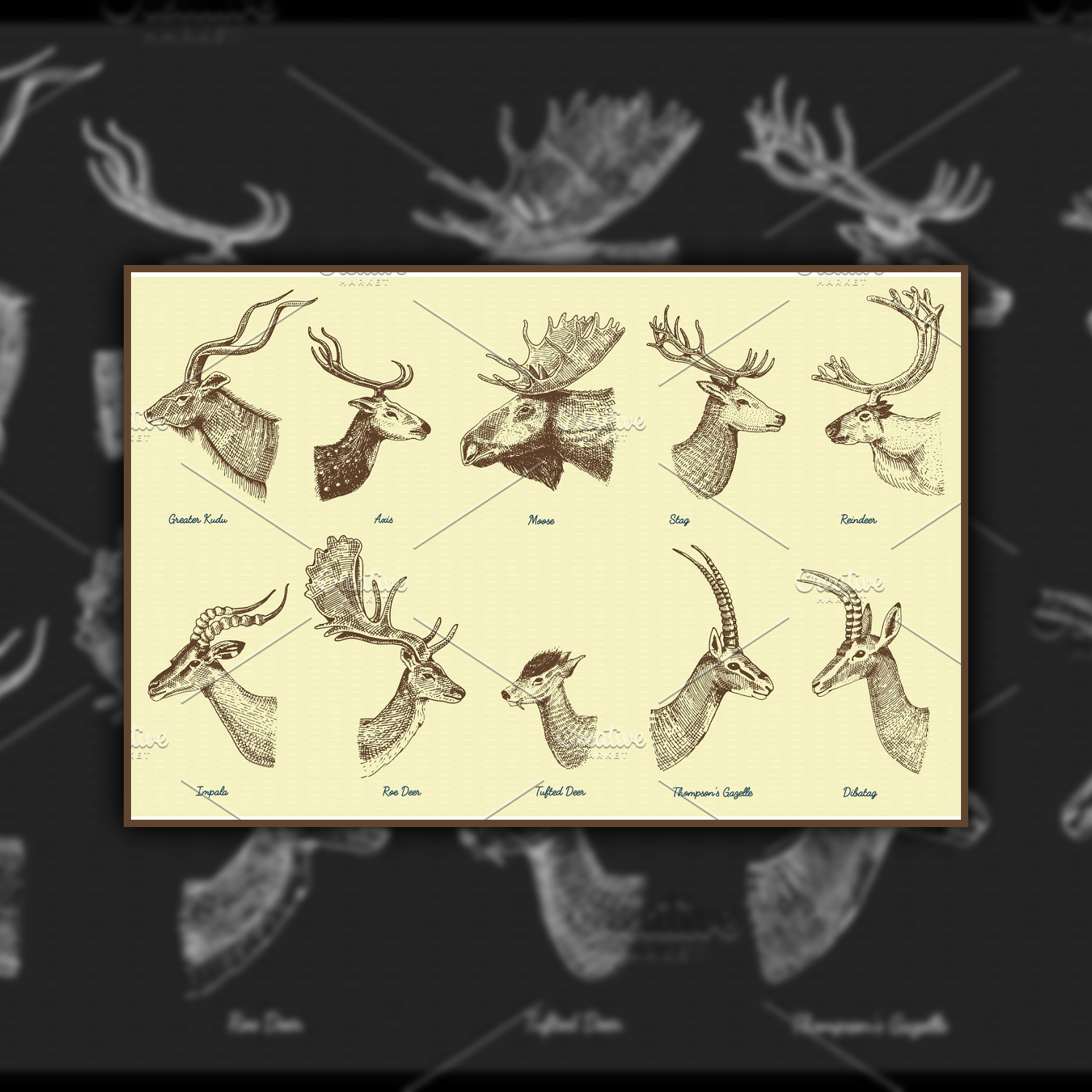 Big set of Horn, antlers Animals moose or elk with impala, gazelle.