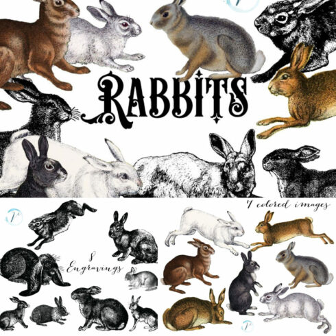 15 Vintage Rabbits Graphics.
