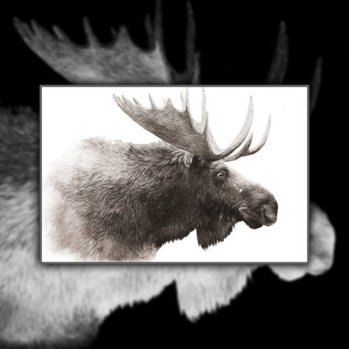 Moose Wildlife Illustration.