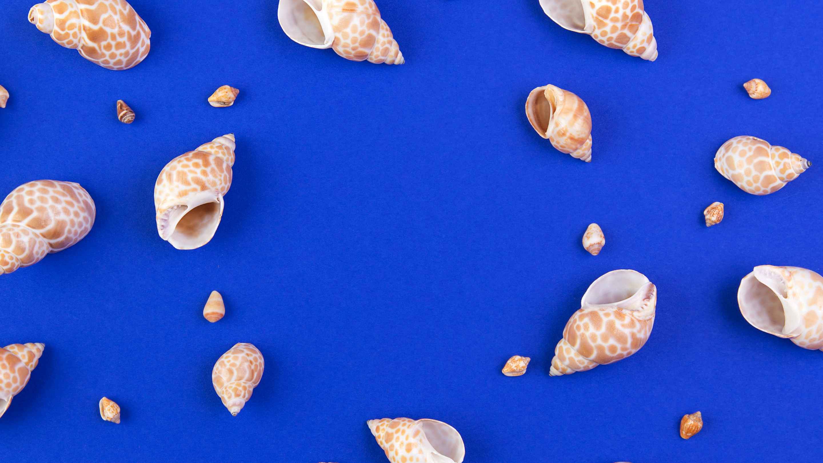 Deep blue background with shells.
