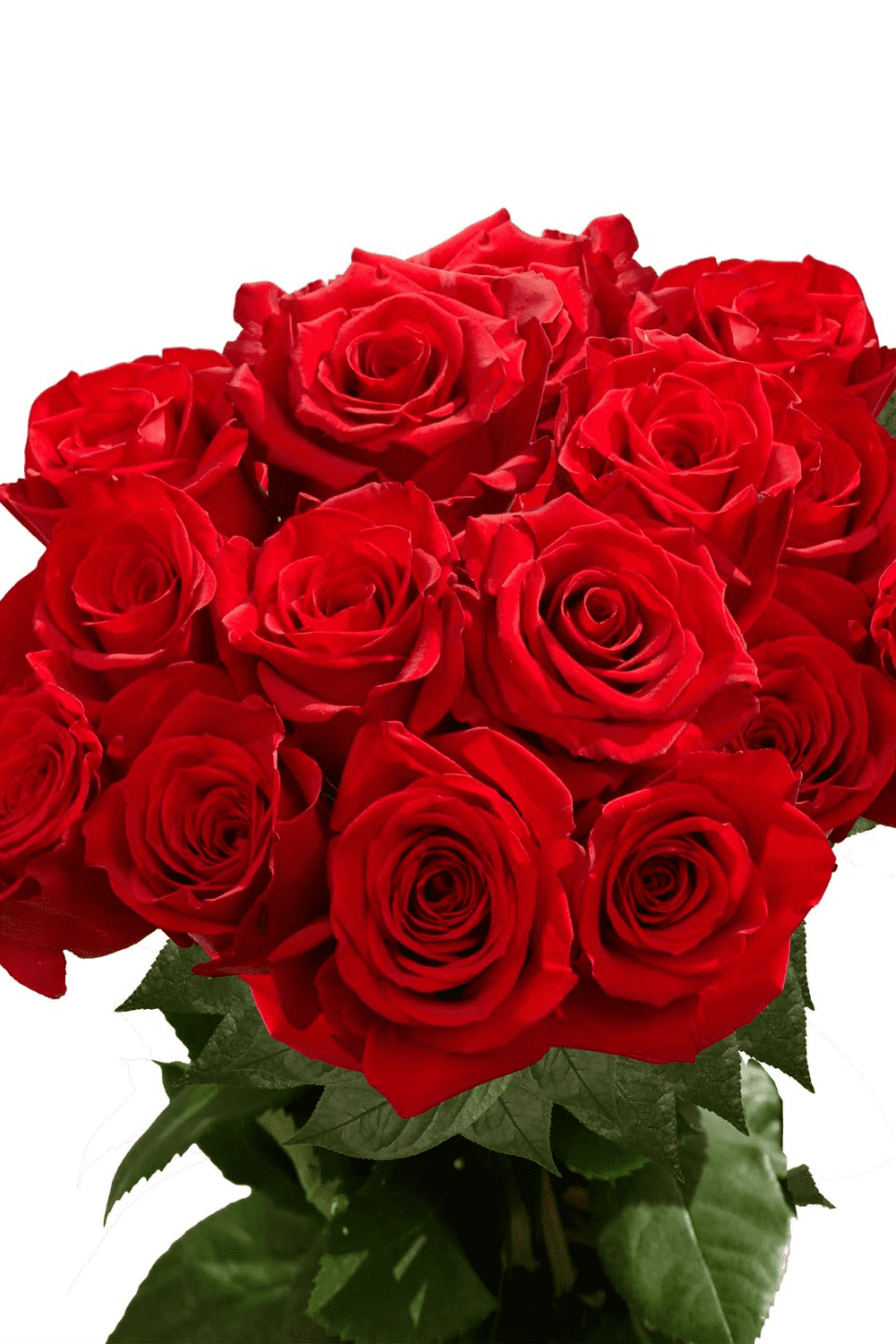 Photo of the red roses.