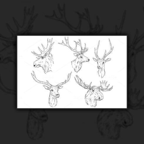 Wild elk, deer with antlers sketch.