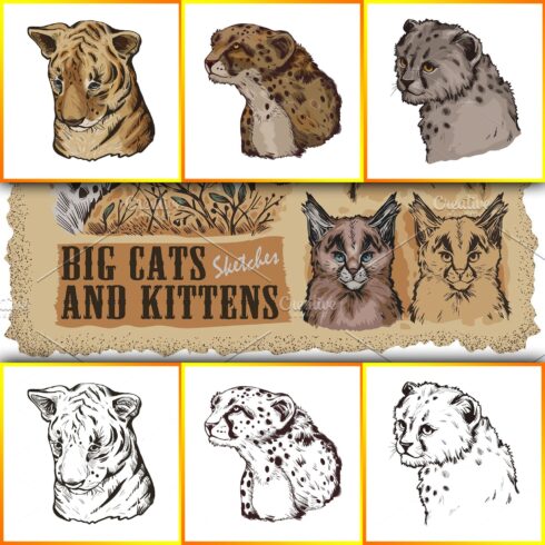 Big Cats. 30 Wild Animals 15 Species.
