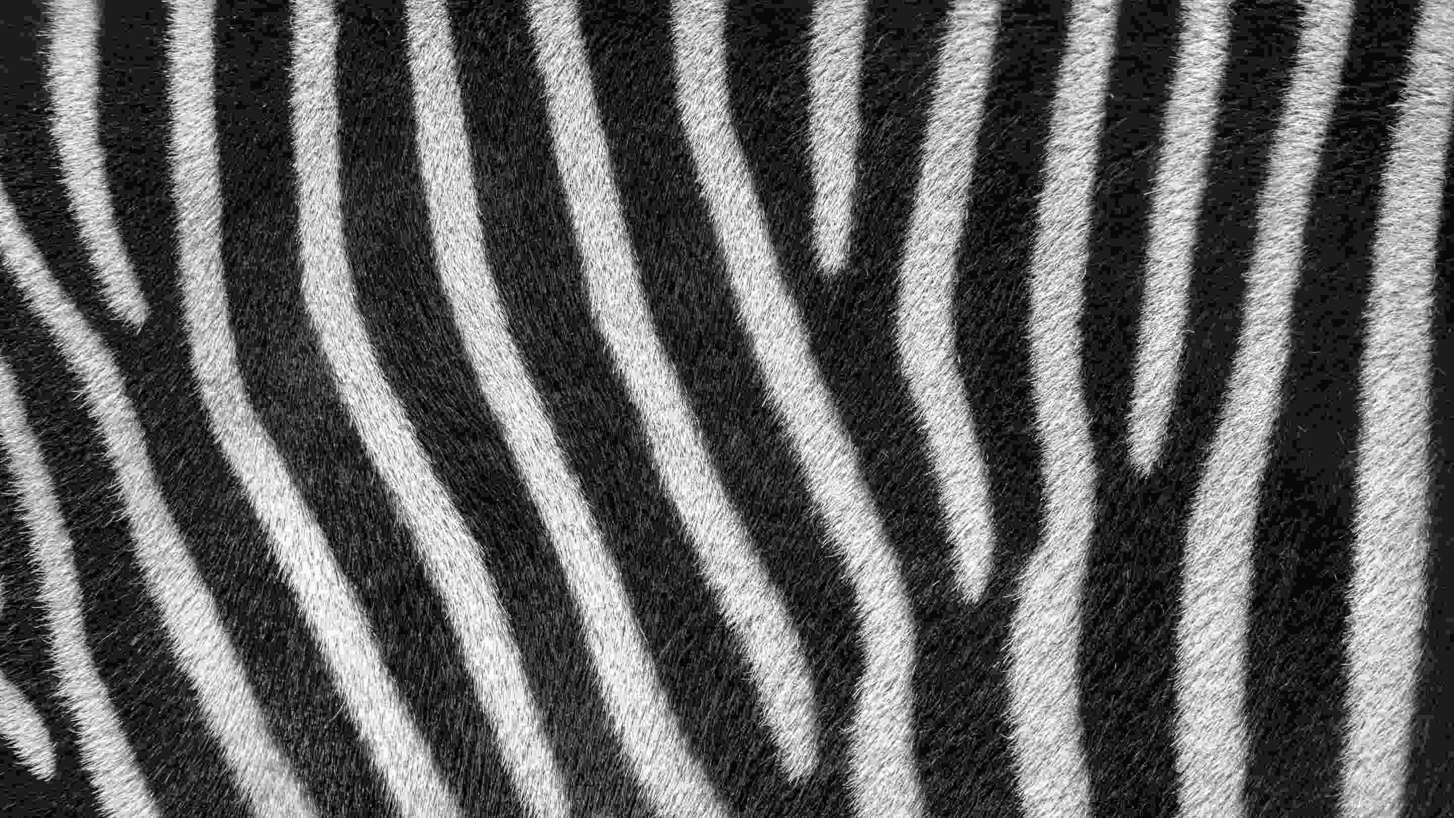 Zebra style.