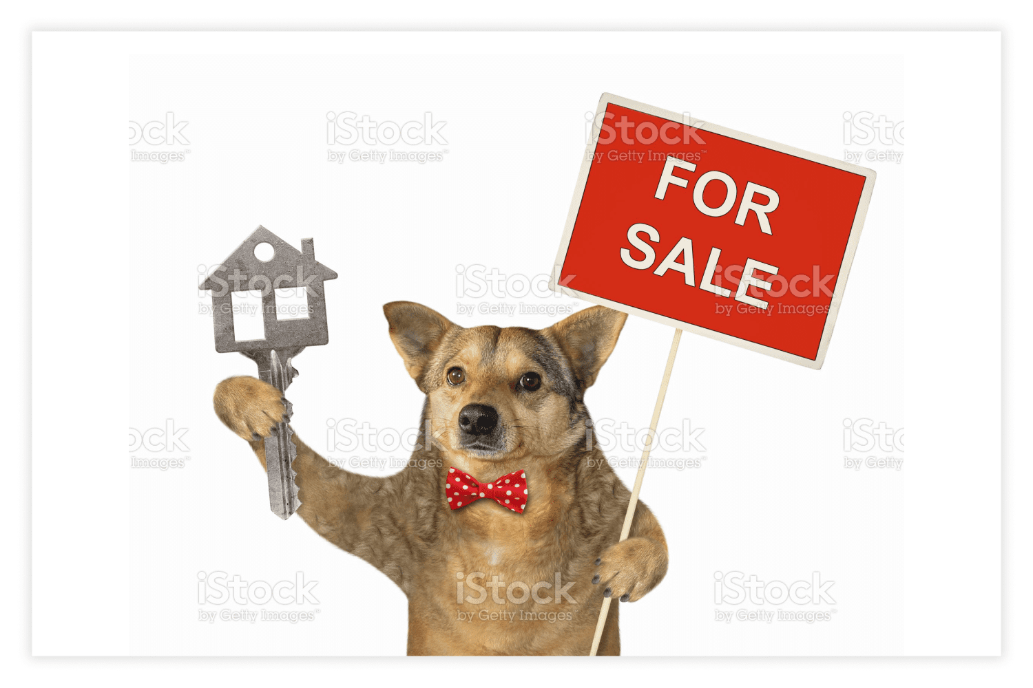74 dog holds house key and sign stock photo 579