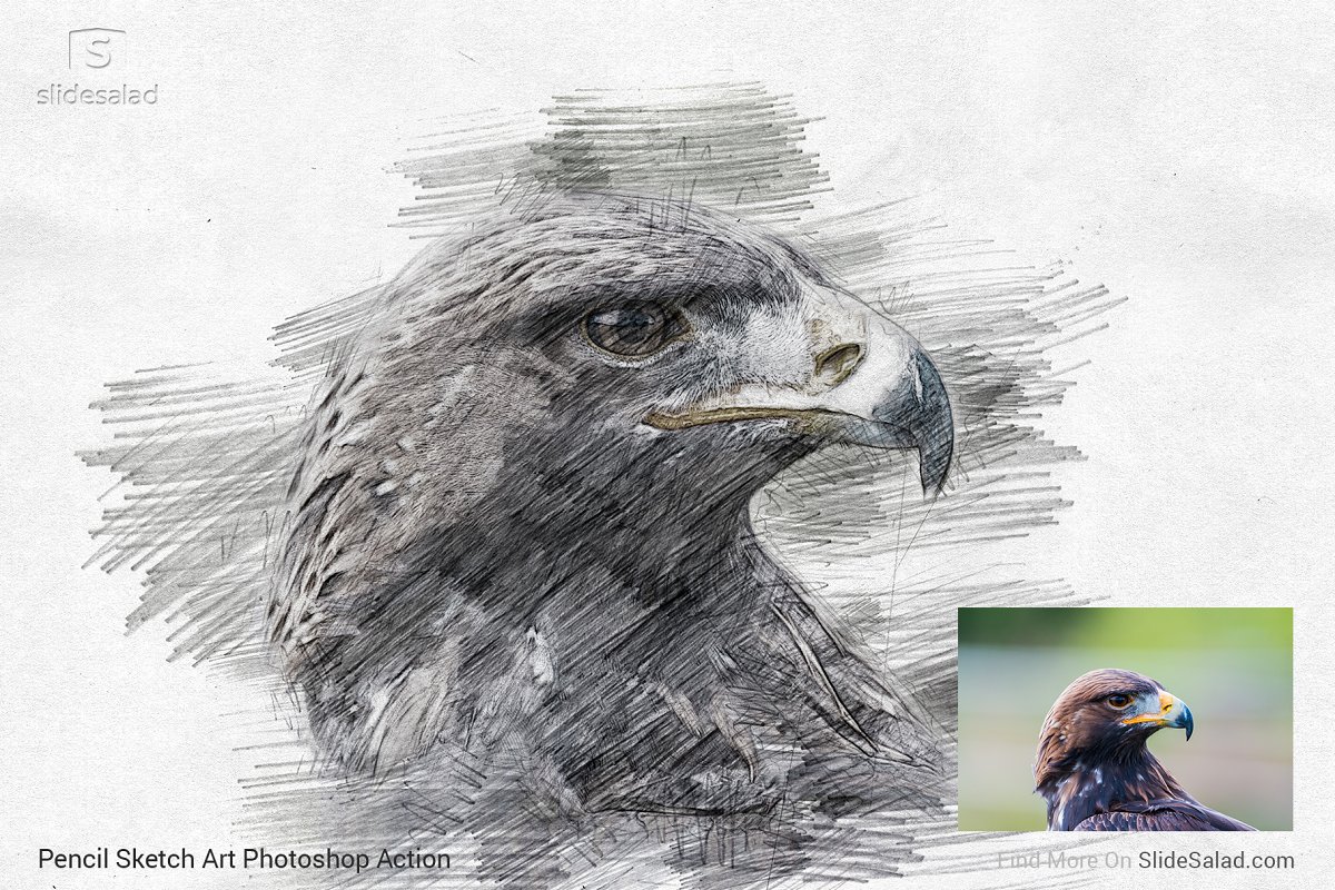 Pencil Sketch Art Photoshop Action - eagle example with photo.