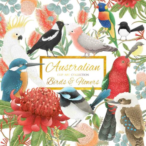 Australian Birds and Flowers Collection Clipart Design cover image.