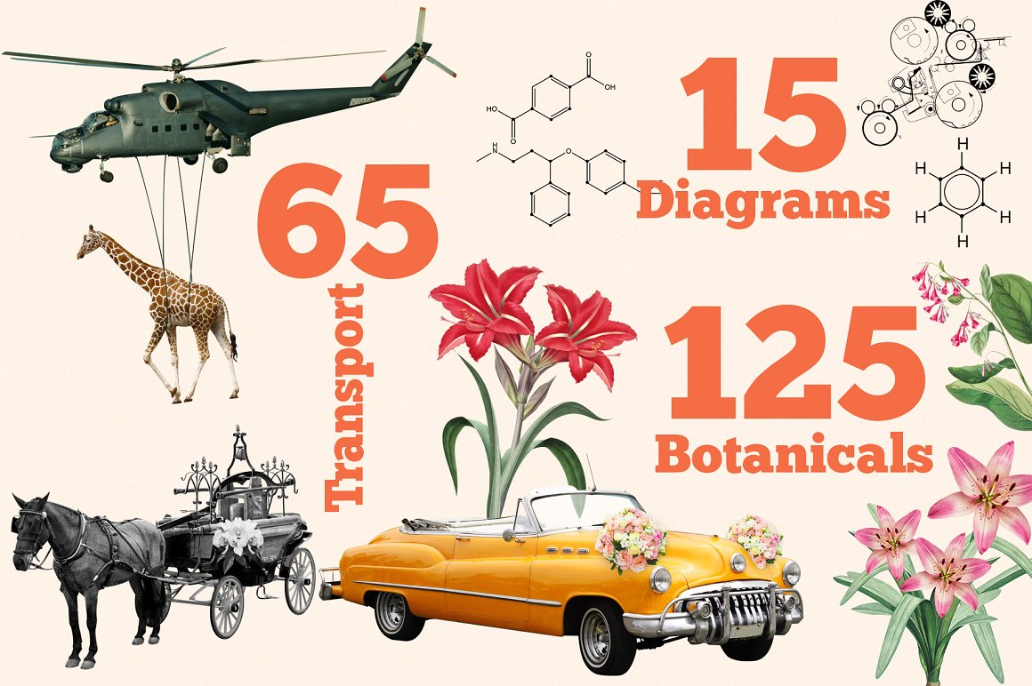 Red lettering "15 Diagrams", "65 Transport" and "125 Botanicals" and different illustrations on a pink background.