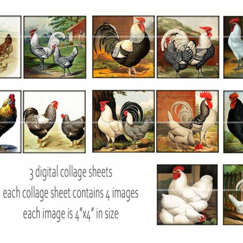 Poultry Chicken Digital Printable Images.