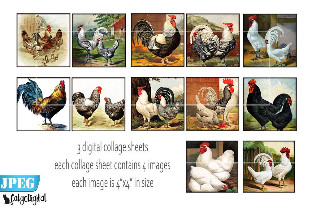 Poultry Chicken Digital Printable Images.