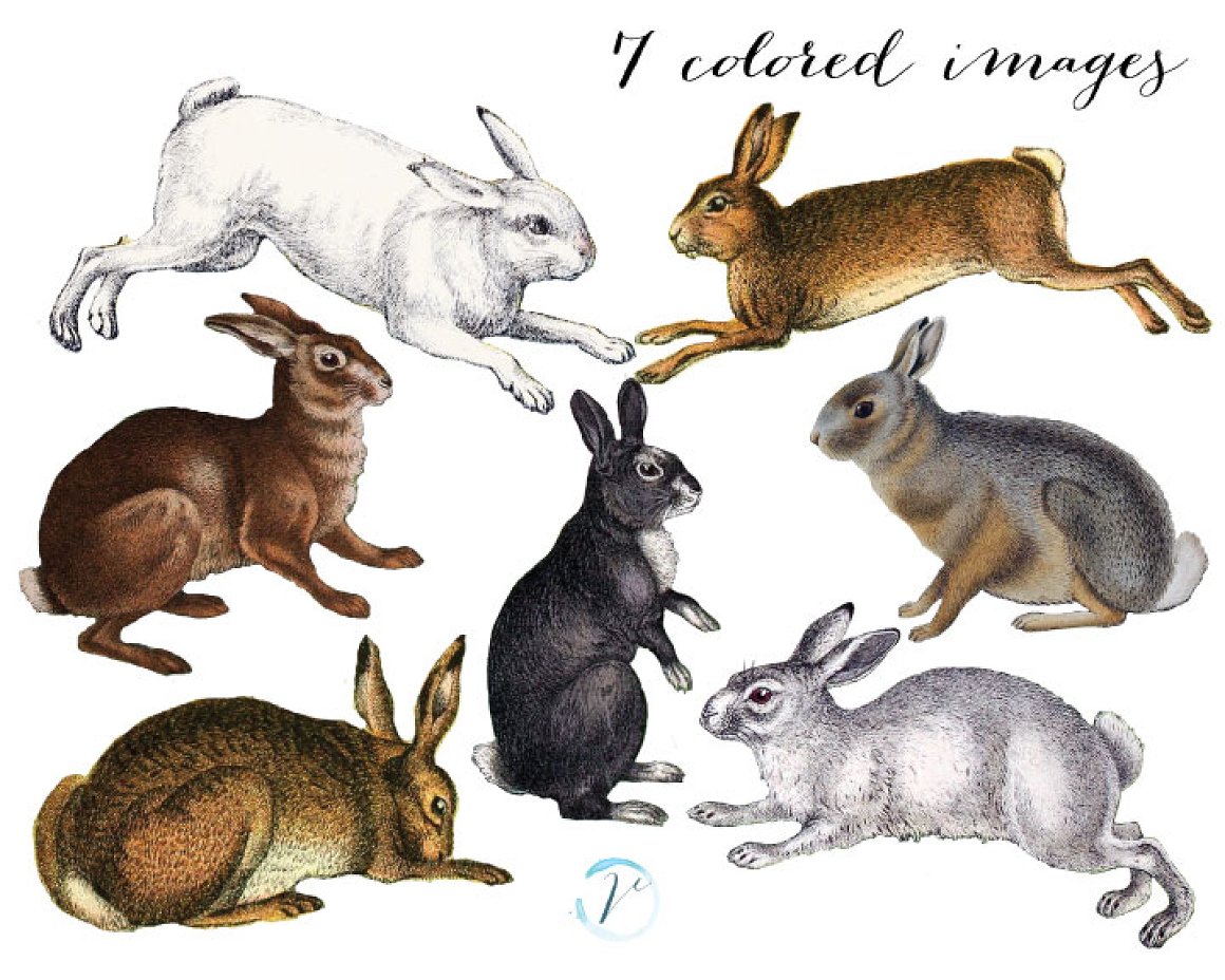 Diverse of realistic Easter rabbits.
