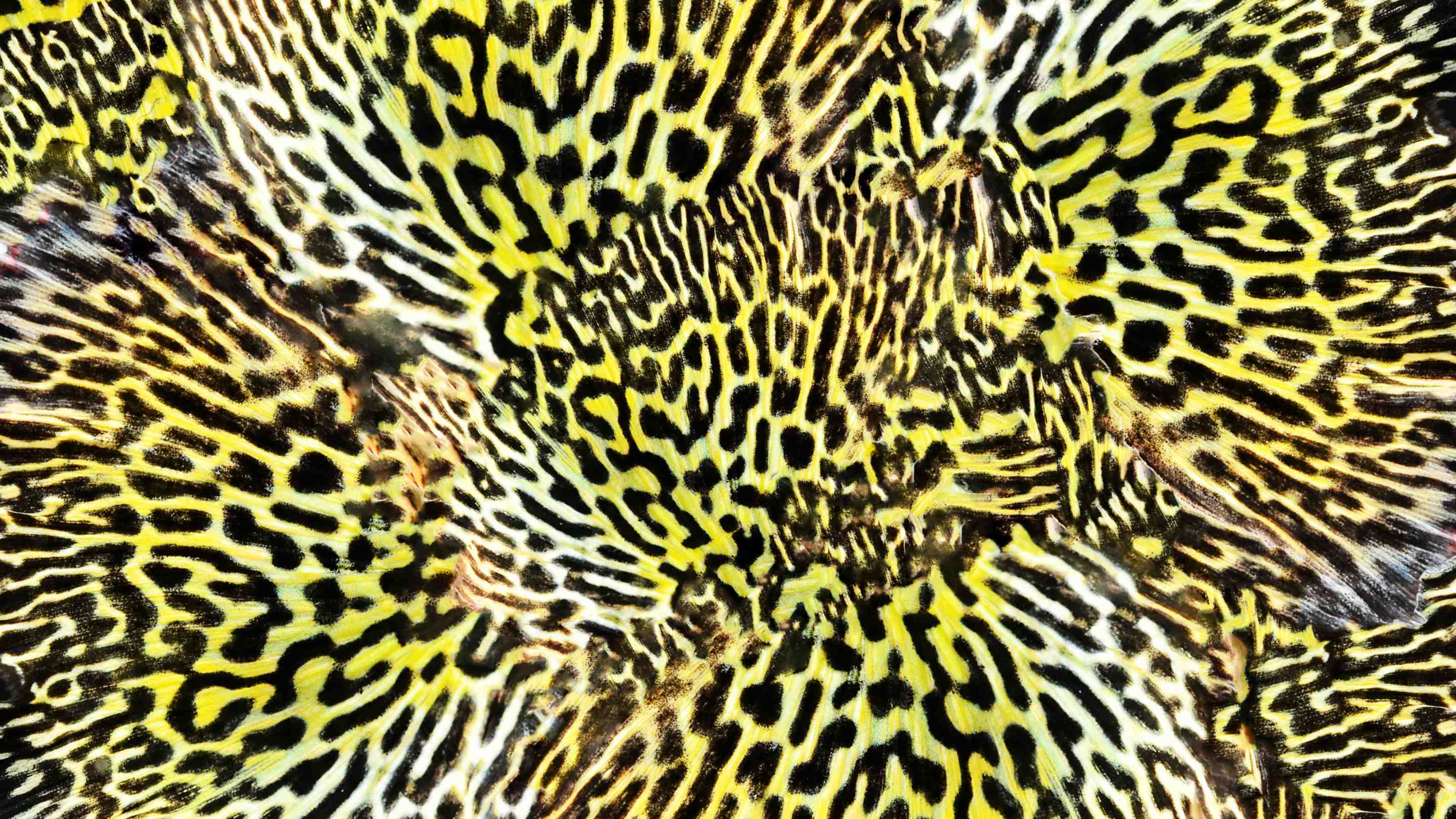 Wild leopard print.