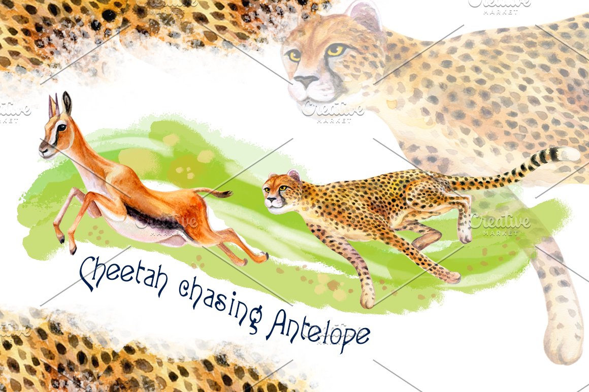 Illustration of cheetah chasing antelope on a watercolor background.