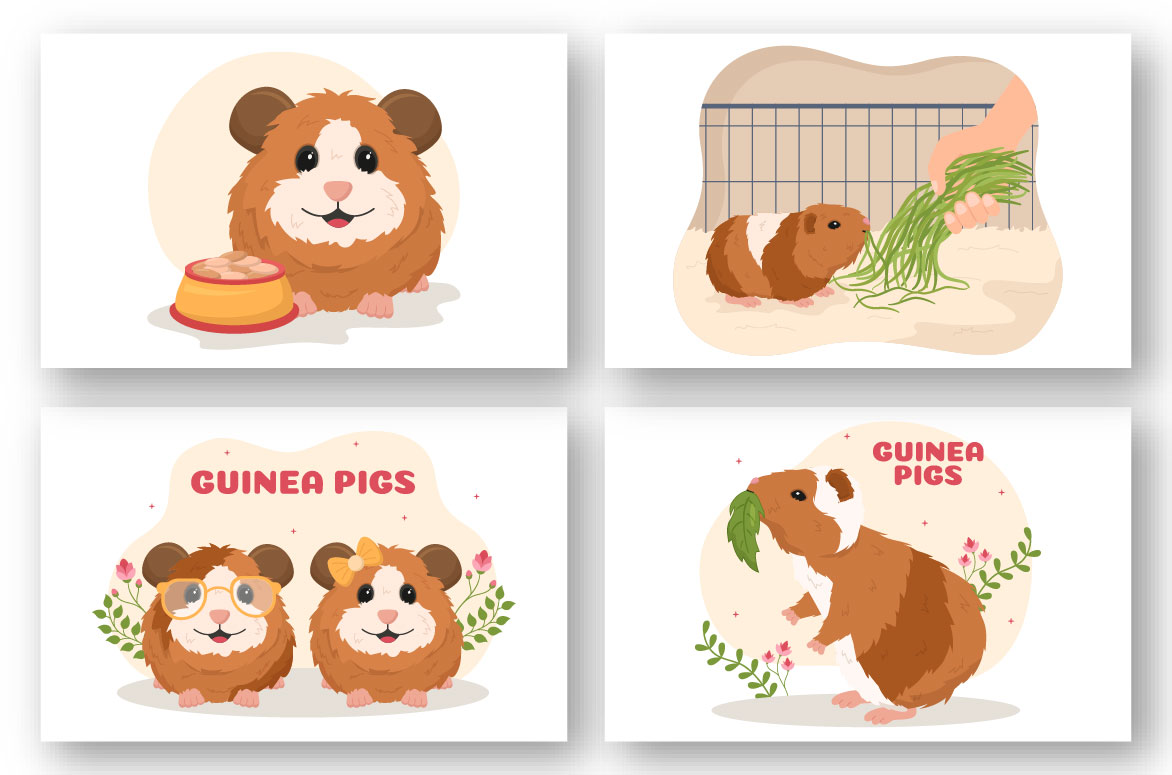 Few moments from guinea pig life.