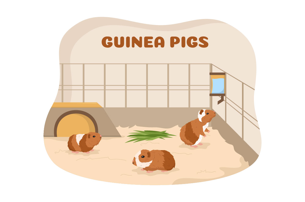 Cute guinea pig.