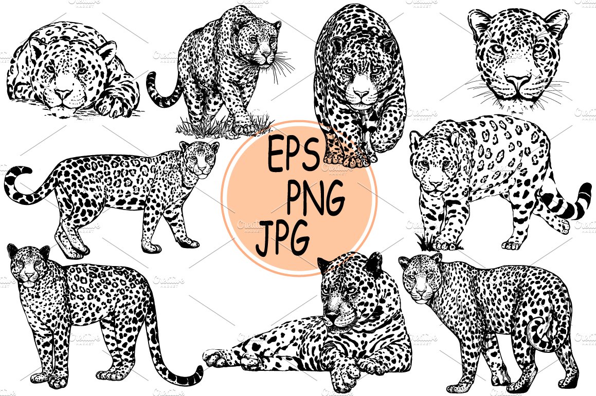 Black and white illustrations of leopards on a white background.