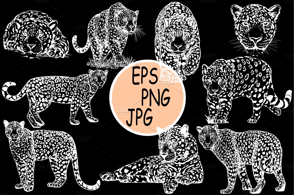 White illustrations of leopards on a black background.