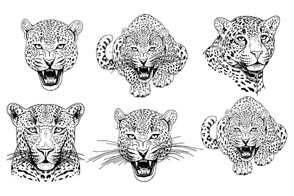 Black and white leopard illustration.