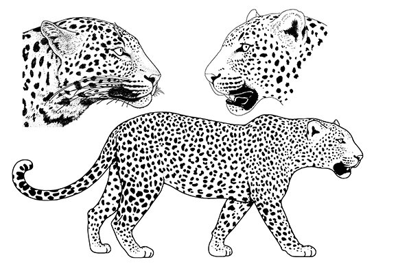 Cute leopards in BW style.
