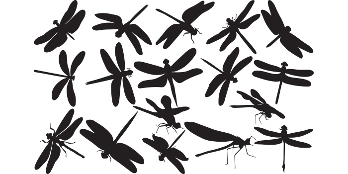 Group of dragonflies silhouettes on a white background.