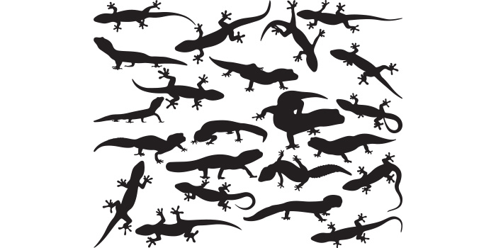 Group of lizards silhouettes on a white background.