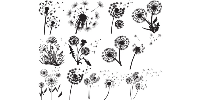 Bundle of exquisite images of dandelion silhouettes