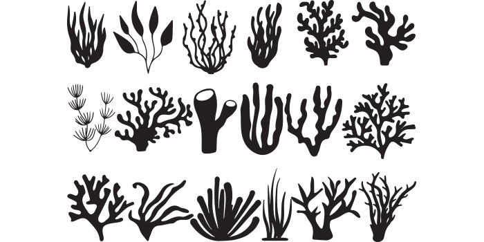 A selection of irresistible vector images of silhouettes of corals