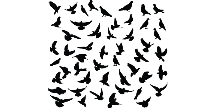 Flock of birds flying through the air.