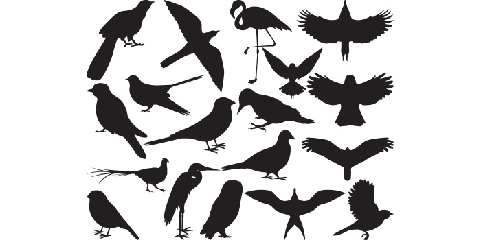 Bunch of birds that are flying in the air.