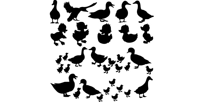 Group of ducks and ducks silhouettes.