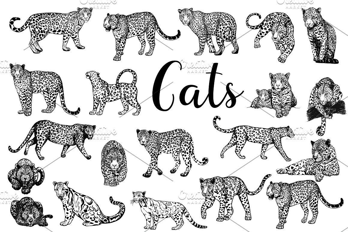 Black lettering "Cats" and different graphic illustrations of a leopard on a white background,