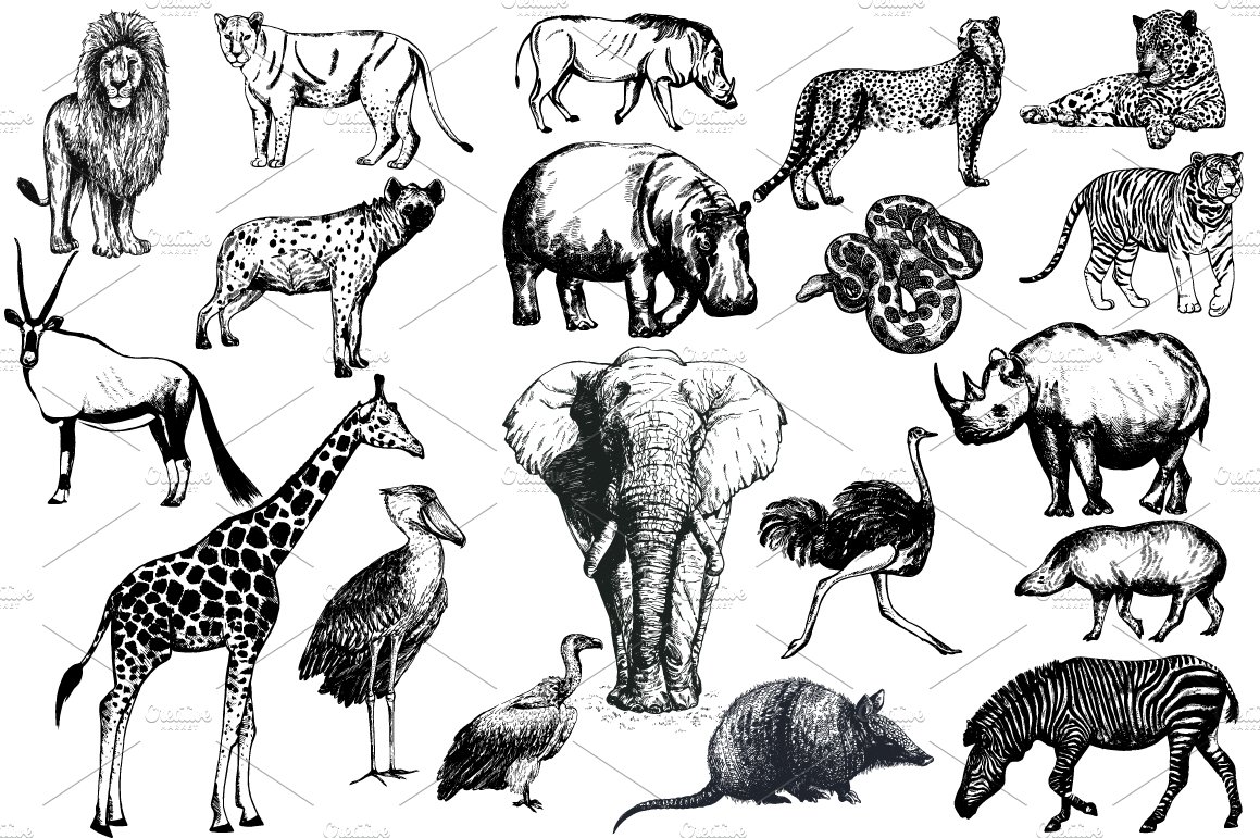 A set of graphic illustrations of wild animals on a white background.